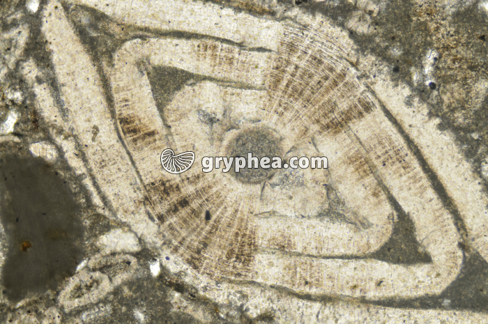 Nummunite LPNA x12,5 - gryphea.org